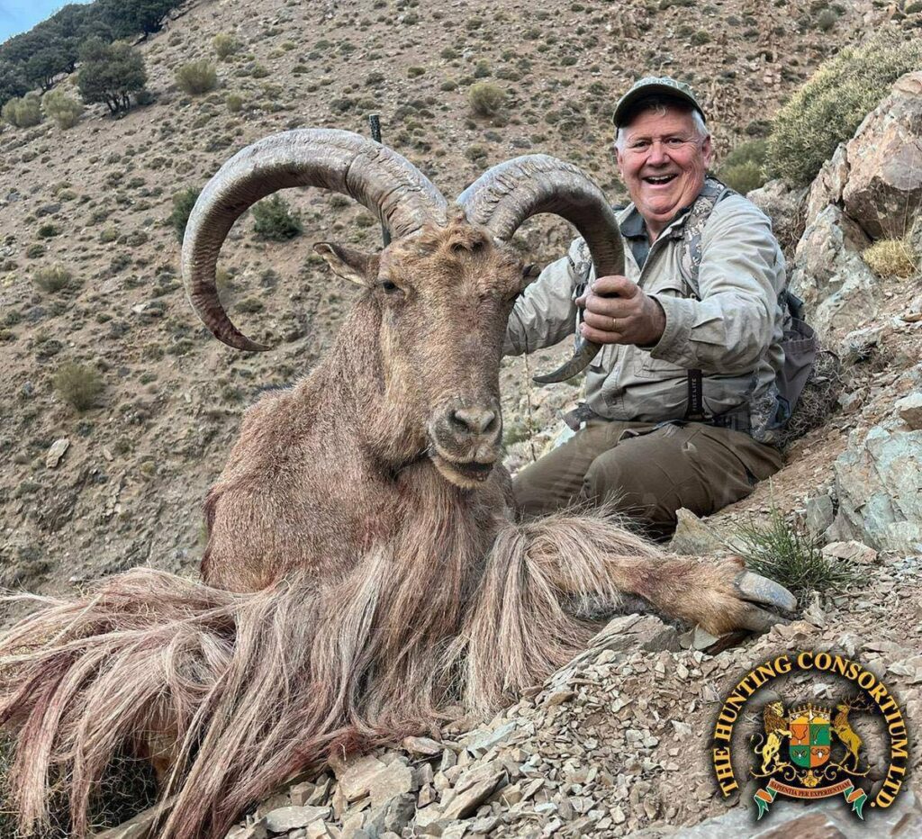 Hunting in Morocco for Aoudad hunting in Morocco Hunts Barbary sheep hunting in Morocco
