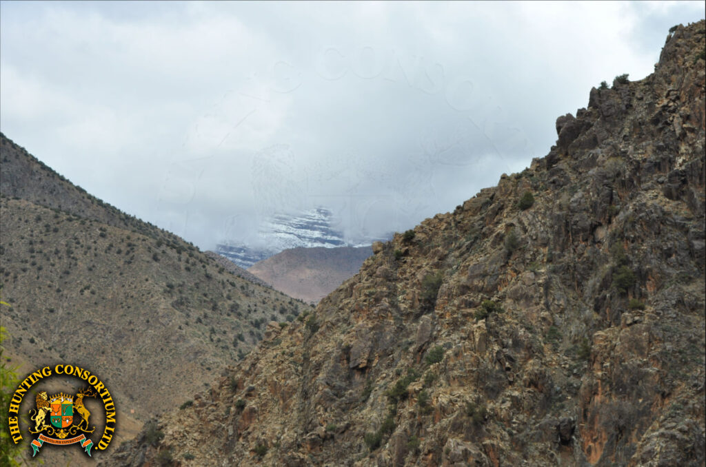 Hunting in Morocco for Aoudad hunting in Morocco Hunts Barbary sheep hunting in Morocco