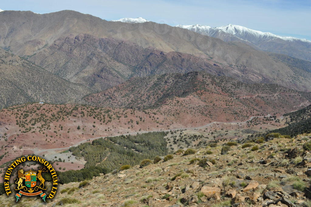 Hunting in Morocco for Aoudad hunting in Morocco Hunts Barbary sheep hunting in Morocco