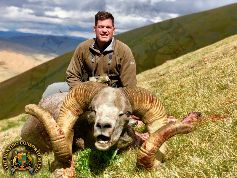 Mongolian Argalis Hunter kneeling behind his trophy animal