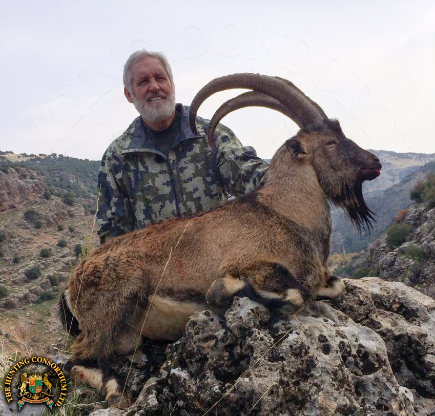 Bezoar Hybrid Ibex harvested on a turkish hunt booked by the Best Wild Hunting ourfitters in Turkey and Asia
