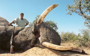 Bob Kern, the world's lead hunting consultant, standing next to a trophy elephant.
