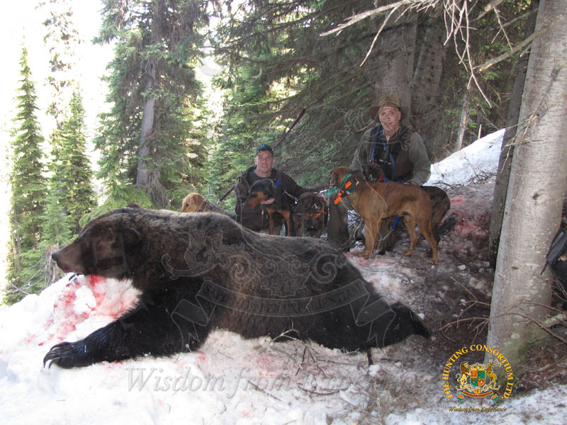 Common Grizzly Bear Hunting in the snow covered woods