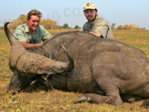 Cape Buffalo4