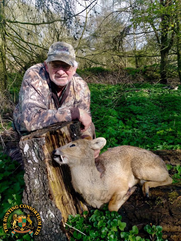 Chinese Water Deer Hunting in England. Hunting Chinese Water Deer in England.