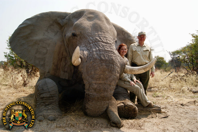 A man on an african elephant safari posing next to an elephant he downed.