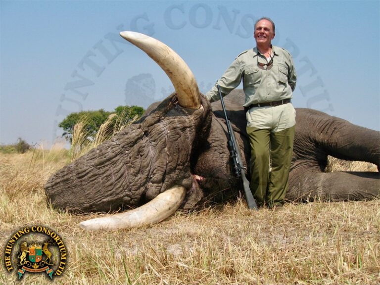 Elephant hunting Botswana
