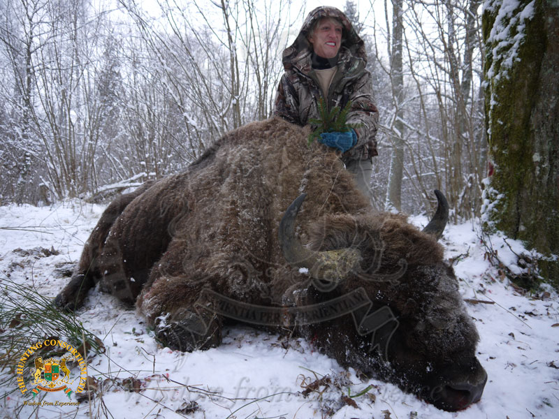 Hunting European Bison Hunting in Poland. Wisent Hunting. Hunting Wisent in Poland. Sackman