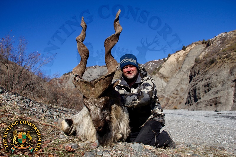 Bukharan Markhor Hunting trophy from Tajikistan. Bukharan Markhor while Hunting in Tajikistan. Best Bukharan markhor hunts.