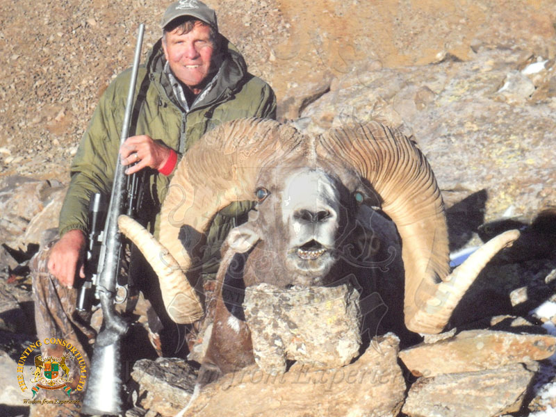 Mongolian Argali11