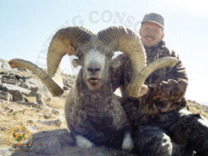 Mongolian Argali13