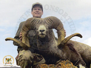 Mongolian Argali14