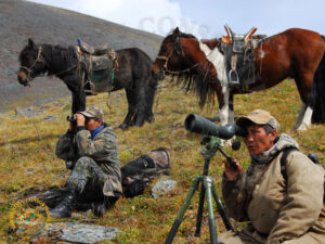 Mongolian Argali20