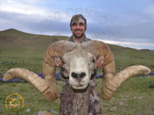 Mongolian Argali5