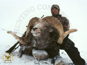 Mongolian Argali6