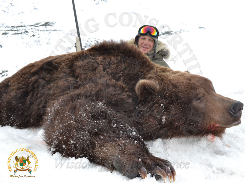 Common Grizzly Bear Hunting