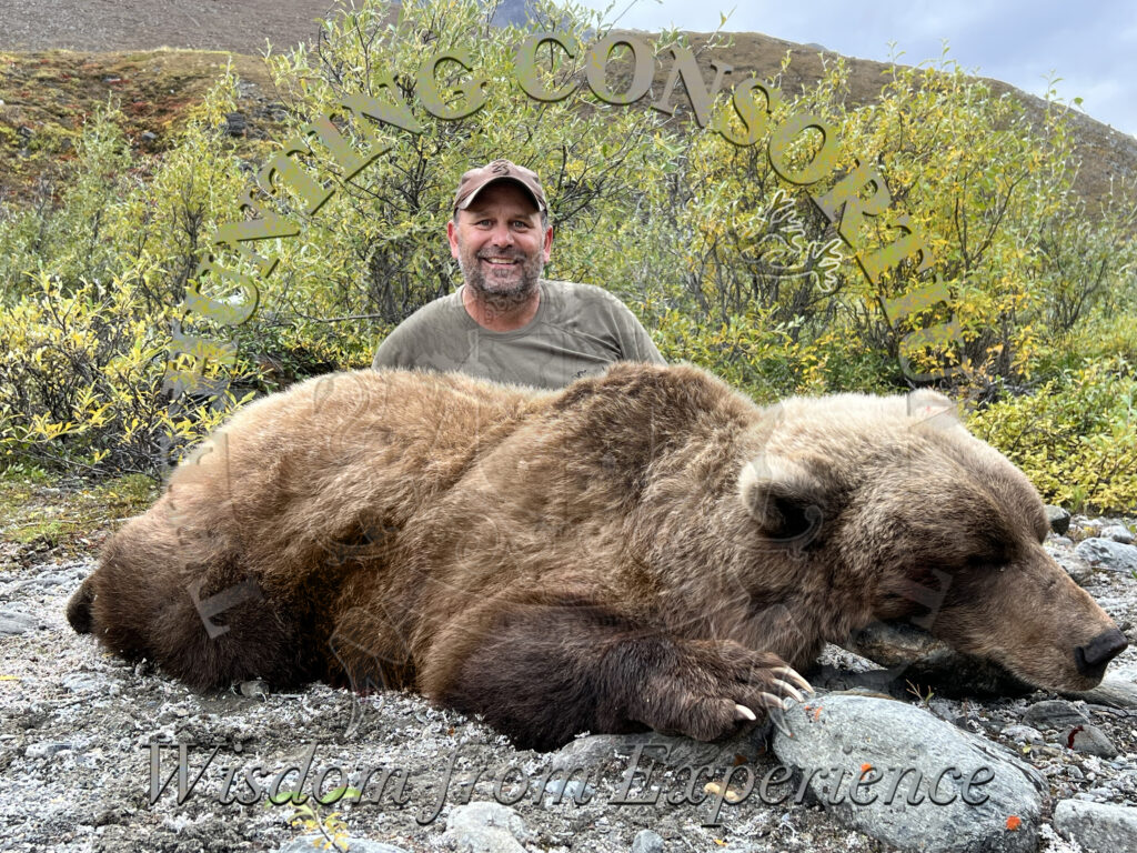 Image of Common Grizzly Bear Hunting Trophy from Alaska.