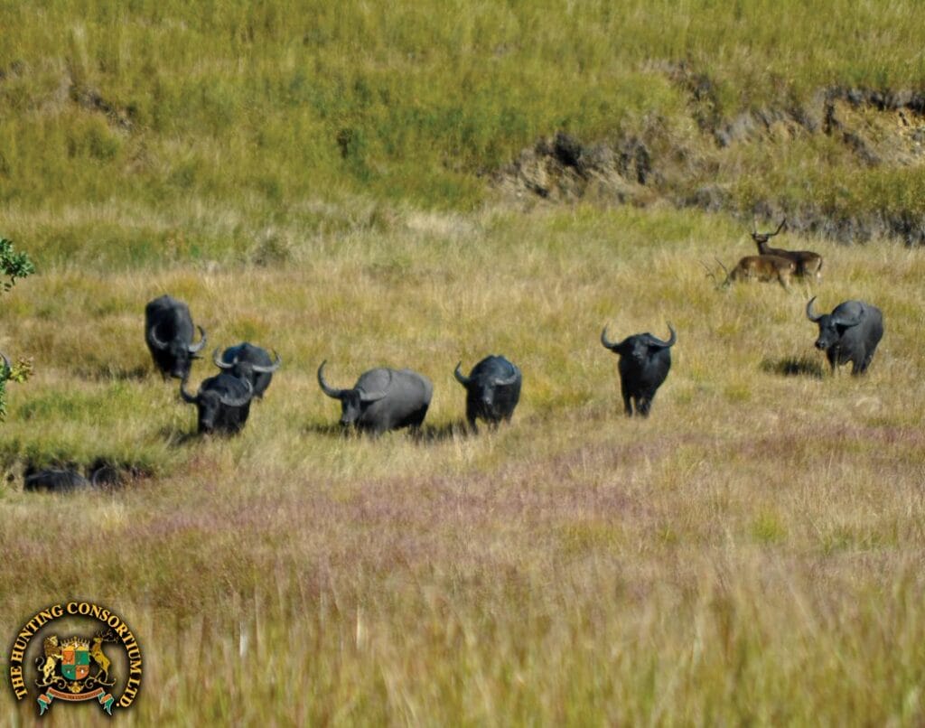Water Buffalo Hunting in Australia
