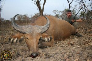 West African Savanna Buffalo Hunting in Cameroon Savanna Buffalo hunts
