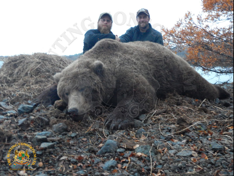 Common Grizzly Bear Hunting in the winter