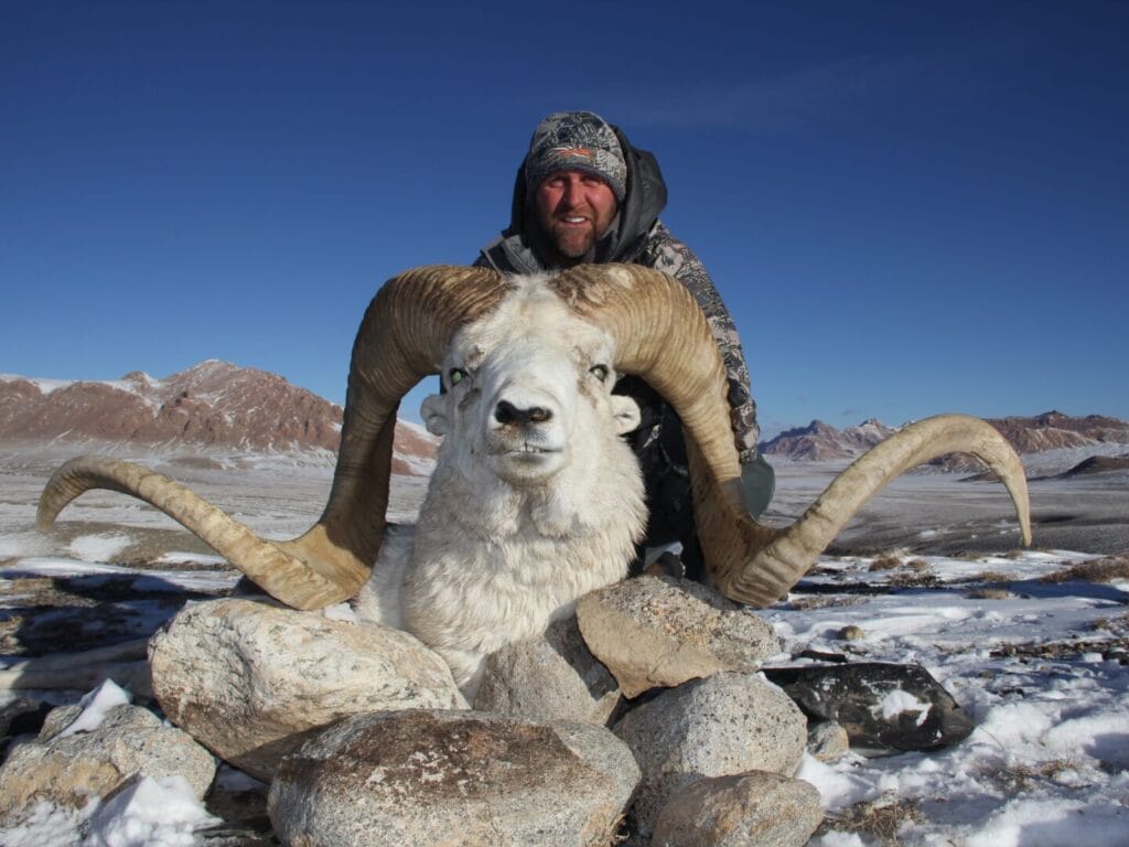 Big Marco Polo Sheep Hunting Trophy from Tajikistan, measuring 63 inches x 62 inches