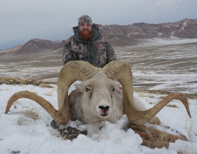 Biggest Marco Polo Sheep Hunting Trophy 68 inch x 67 inch. an exaple of Marco Polo Sheep in Kyrgyzstan and Tajikistan
