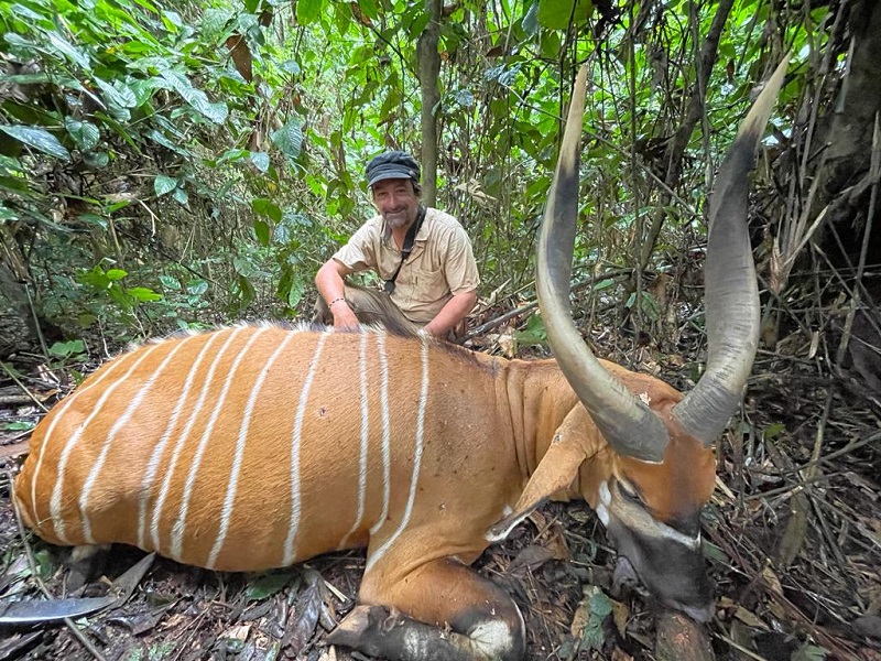 Bongo Hunting Congo Africa