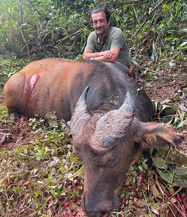 CONGO Hunting Bongo Forest Sitatunga Dwarf Buffalo