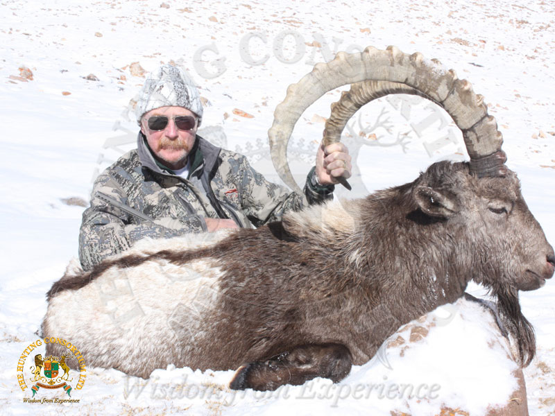 Mid Asian Pamir Ibex Hunting in Tajikistan. The best Mid Asian Pamir Ibex Hunting Trips in the World.