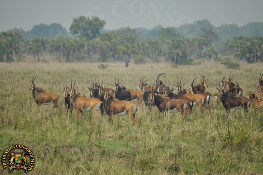 Photo of Sable in Mozambique.