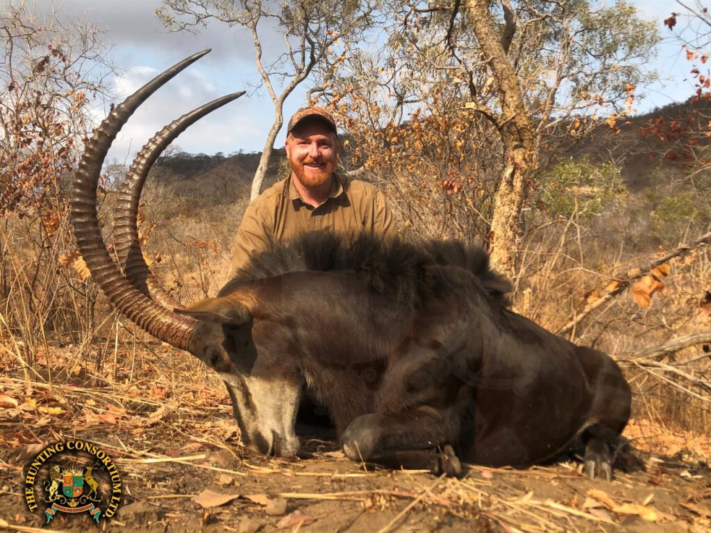 Photo of our client, Ed Hudson of Wild Strongholds, with his Sable Hunting in Zimbabwe. Sable hunts in Zimbabwe. Sable Hunts in Africa.