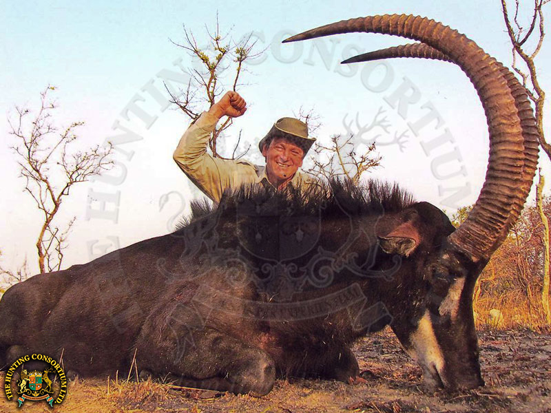Photo of our client with his Sable Hunting in Zambia. Sable hunts in Zambia. Sable hunts in Africa.