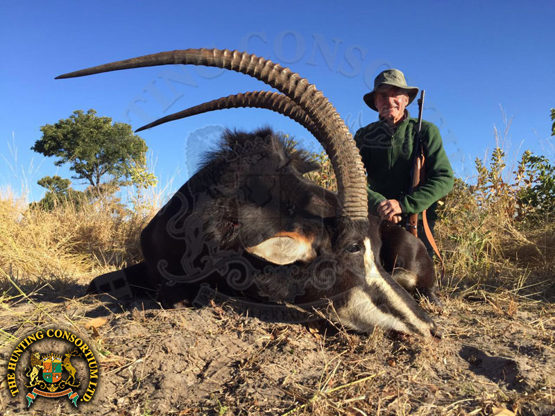 Photo of our Sable Hunting in Zimbabwe. Sable hunts in Zimbabwe. Sable Hunts in Africa.
