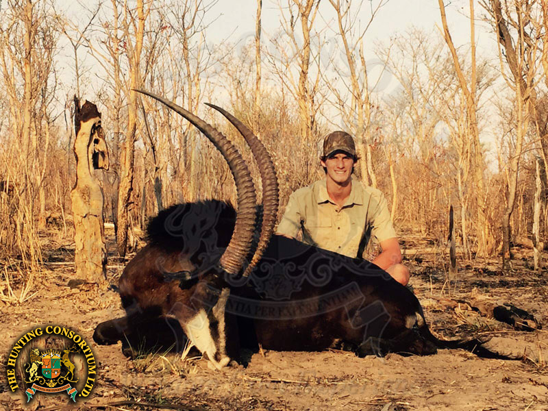 Photo of our Sable Hunting in Zimbabwe. Sable hunts in Zimbabwe. Sable Hunts in Africa.