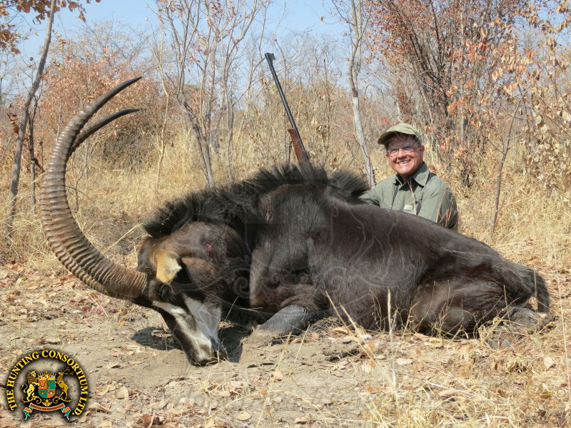 Sable Hunting in Zimbabwe. Sable hunts in Zimbabwe. Sable Hunts in Africa.