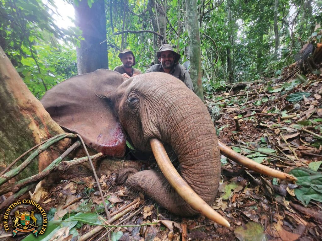 Forest Elephant Hunting in Cameroon