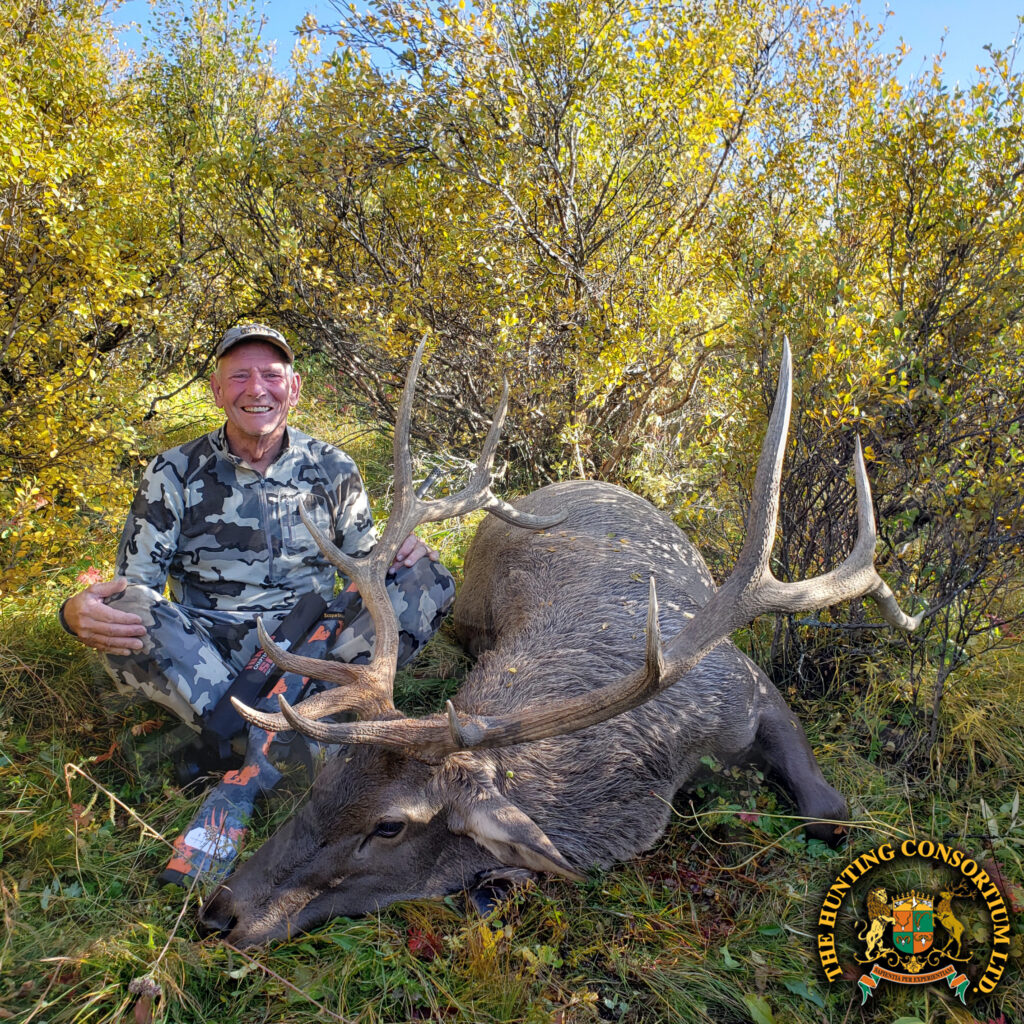 Hunting Maral Stag in Mongolia. Maral Stag Hunting in Mongolia. Elk Hunting in Mongolia. Hunting Maral Stag in Mongolia. Altai Wapiti Hunting in Mongolia.