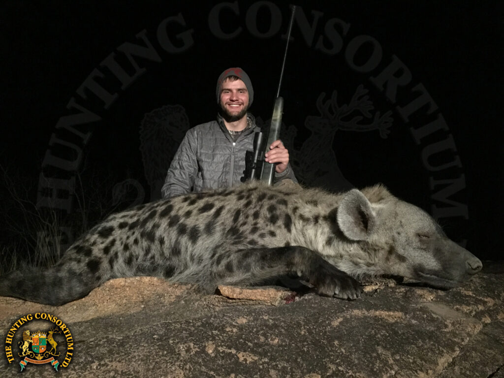 Spotted Hyena Hunting in Africa. Spotted Hyena Hunts in Africa. African Hyena Hunts.