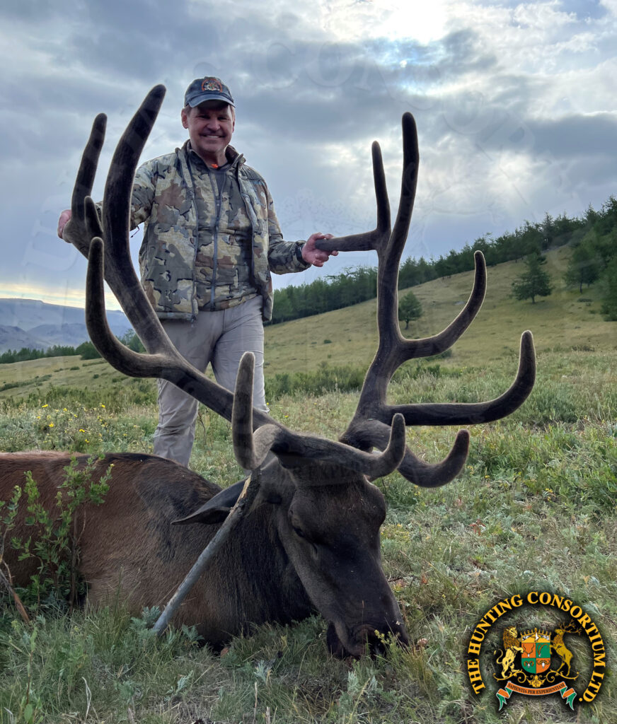 Hunting Maral Stag in Mongolia. Maral Stag Hunting in Mongolia. Elk Hunting in Mongolia. Hunting Maral Stag in Mongolia. Tian Shan Wapiti Hunting in Mongolia.