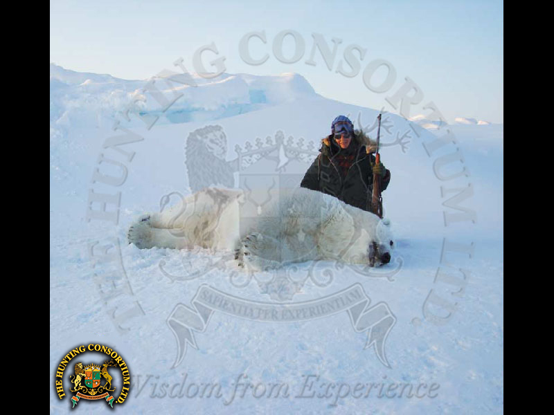 Polar Bear Hunting in Canada. Arctic Polar Bear Hunt in Canada. Hunting Polar Bear in Canadian Arctic