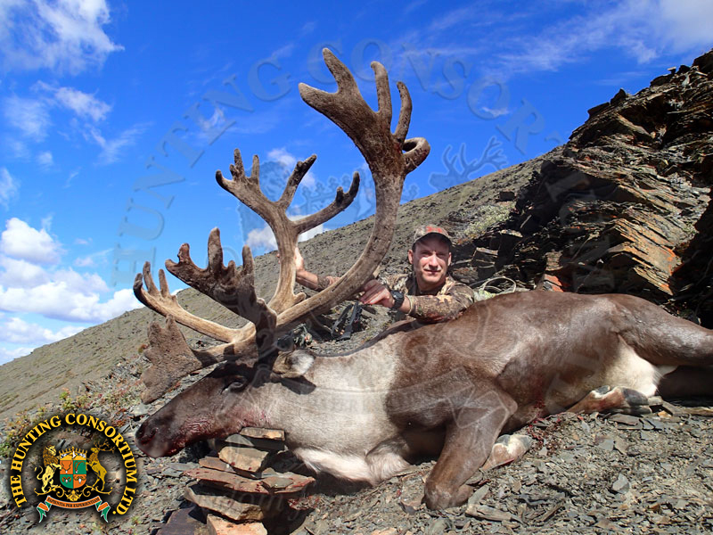 Mountain Caribou Hunting in Canada. Mountain Caribou Hunting. Caribou Hunting in Canada.