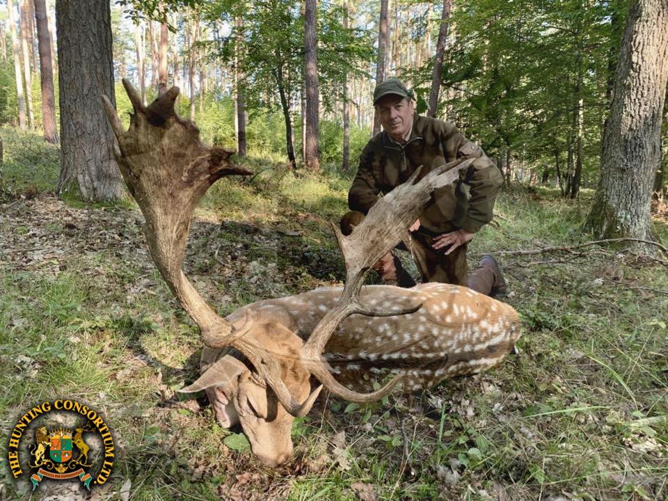 Fallow Deer Hunting in Austria. Fallow deer hunts in Austria
