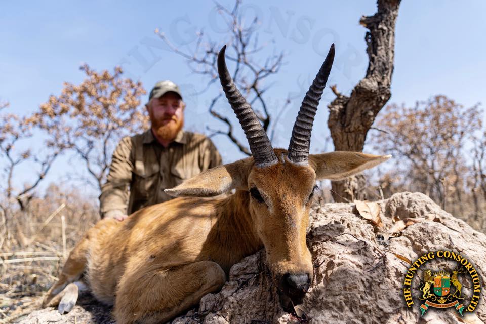 Nigerian Bohor Reedbuck Hunting in Cameroon