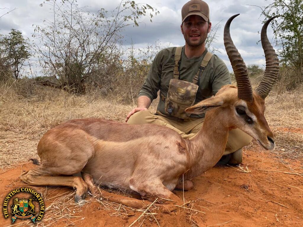 southern gerenuk hunting in Tanzania gerenuk hunts